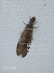 Corydalus bidenticulatus