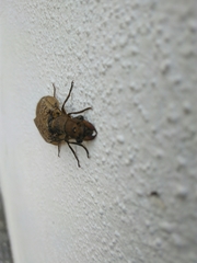 Corydalus bidenticulatus