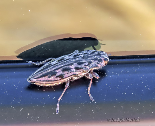 Western Sculptured Pine Borer photo 4