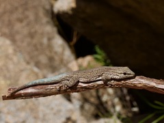 Anja Day Gecko photo 5