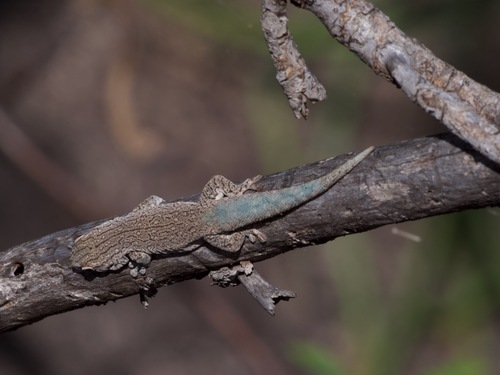 Anja Day Gecko