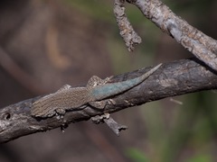 Anja Day Gecko photo 3