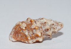 Cerithium litteratum