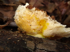 Hypocreaceae