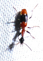 Ophionea indica
