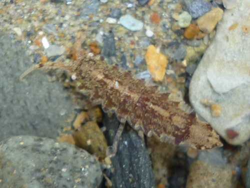 Idotea phosphorea
