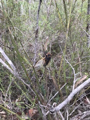 Macrotristria angularis