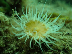 Anthothoe albocincta