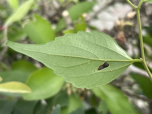 Celtis biondii iNat (1)