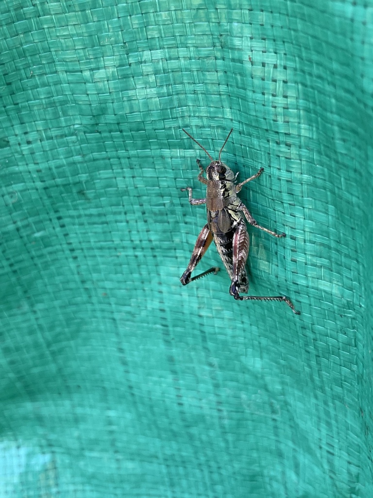 Melanoplus obex