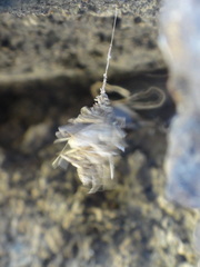 Brachycyttarus griseus