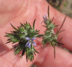 Eriastrum filifolium