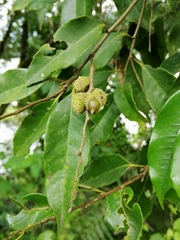 Castanopsis cuspidata carlesii