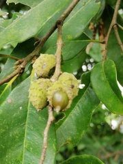 Castanopsis cuspidata carlesii