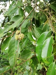 Castanopsis cuspidata carlesii