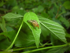 Panorpa helena