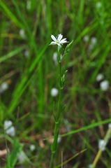 Stellaria graminea