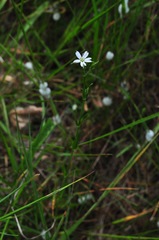 Stellaria graminea