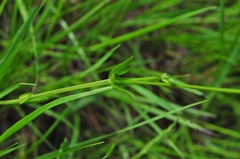 Stellaria graminea