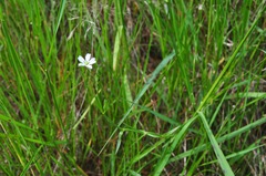 Stellaria graminea
