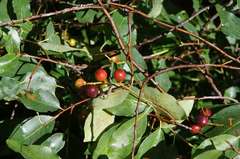 Prunus serotina salicifolia