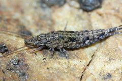 Machilinae