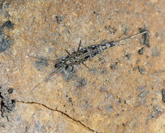 Machilinae