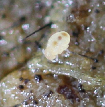 Megalothorax minimus V.Willem, 1900
