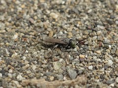 Tachysphex nigerrimus