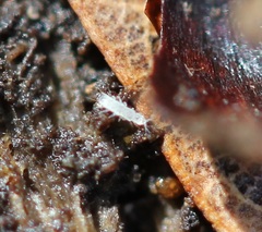 Pauropoda