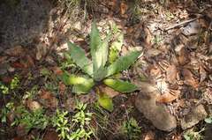 Agave bovicornuta