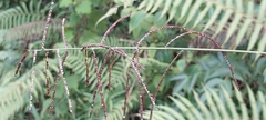 Paspalum paniculatum image