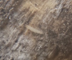 Pauropoda