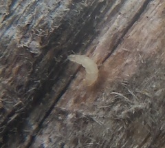 Pauropoda