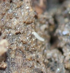 Pauropoda