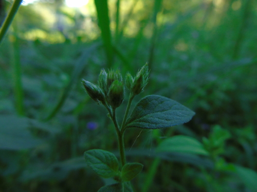 Cyanthillium patulum observed 2023-05-23