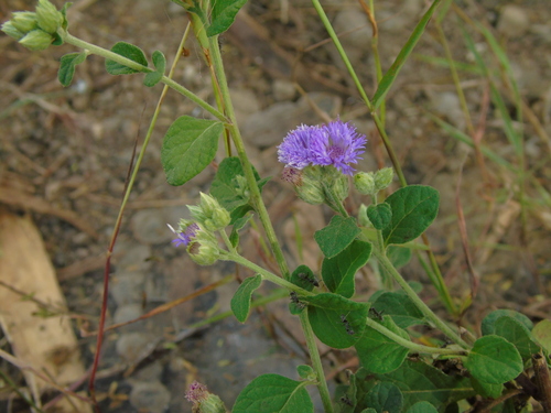 Cyanthillium patulum observed 2023-05-25