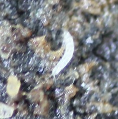Pauropoda