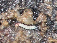 Pauropoda