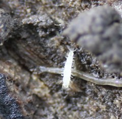 Pauropoda