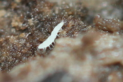 Pauropoda