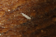 Pauropoda