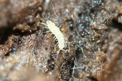 Pauropoda