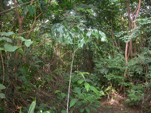 Anchomanes difformis