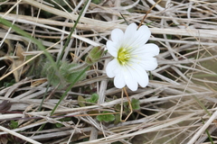 Cerastium alpinum