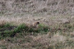 Marmota kastschenkoi