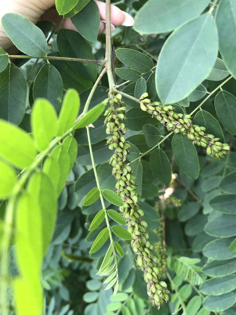 Миколайчик віршик