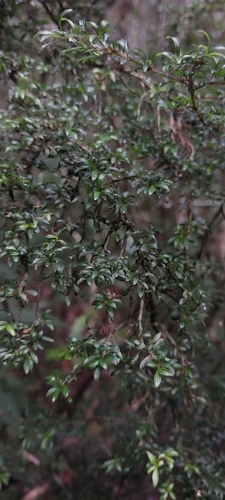 Chassalia densifolia image