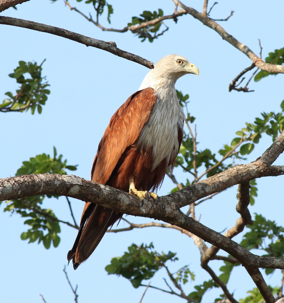 Brahminy Kite from Kattampally on May 9, 2023 at 07:51 AM by Afsar ...