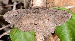 Neoalcis californiaria